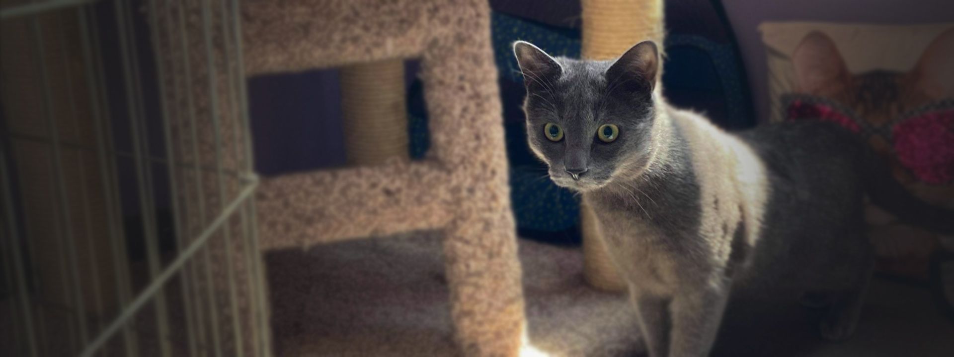 adorable gray cat at the posh paw resort cat boarding