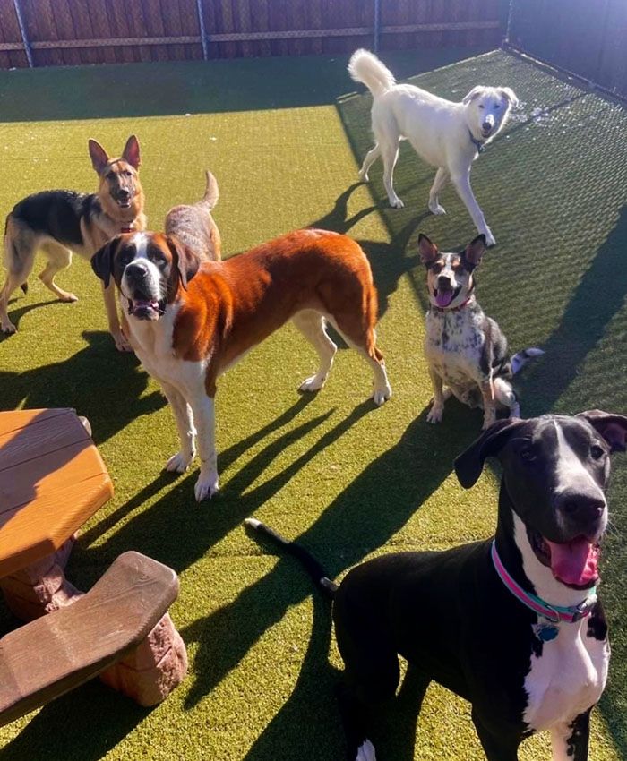 group of dogs at the posh paw resort daycare