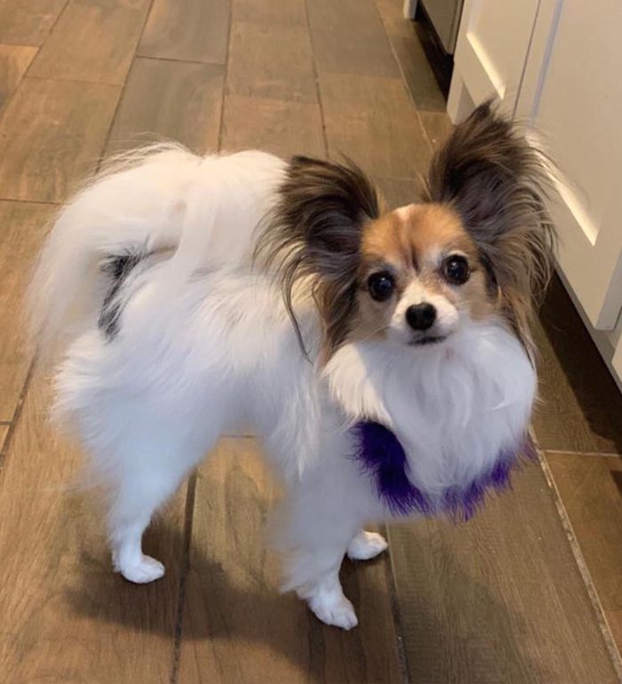 papillon dog after being groomed at the posh paw resort