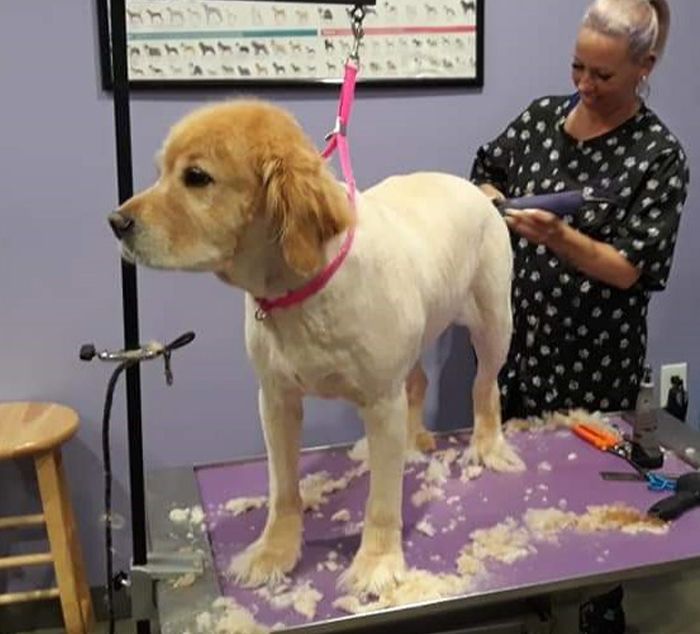 pet groomer shaving dog at the posh paw resort
