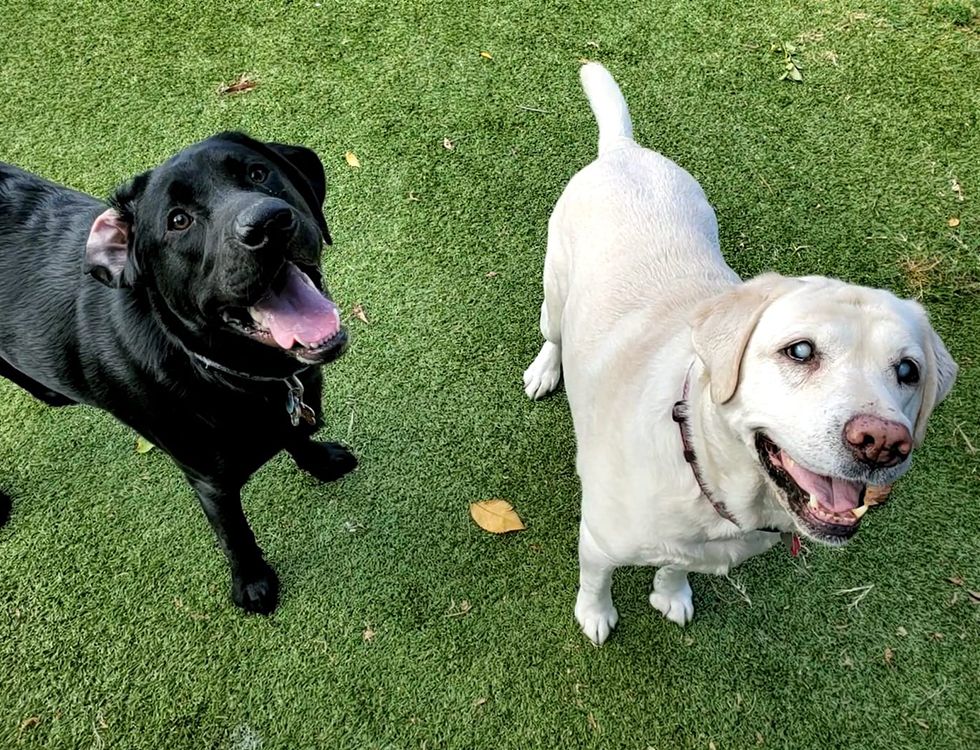 two labrador dogs at the posh paw resort daycare
